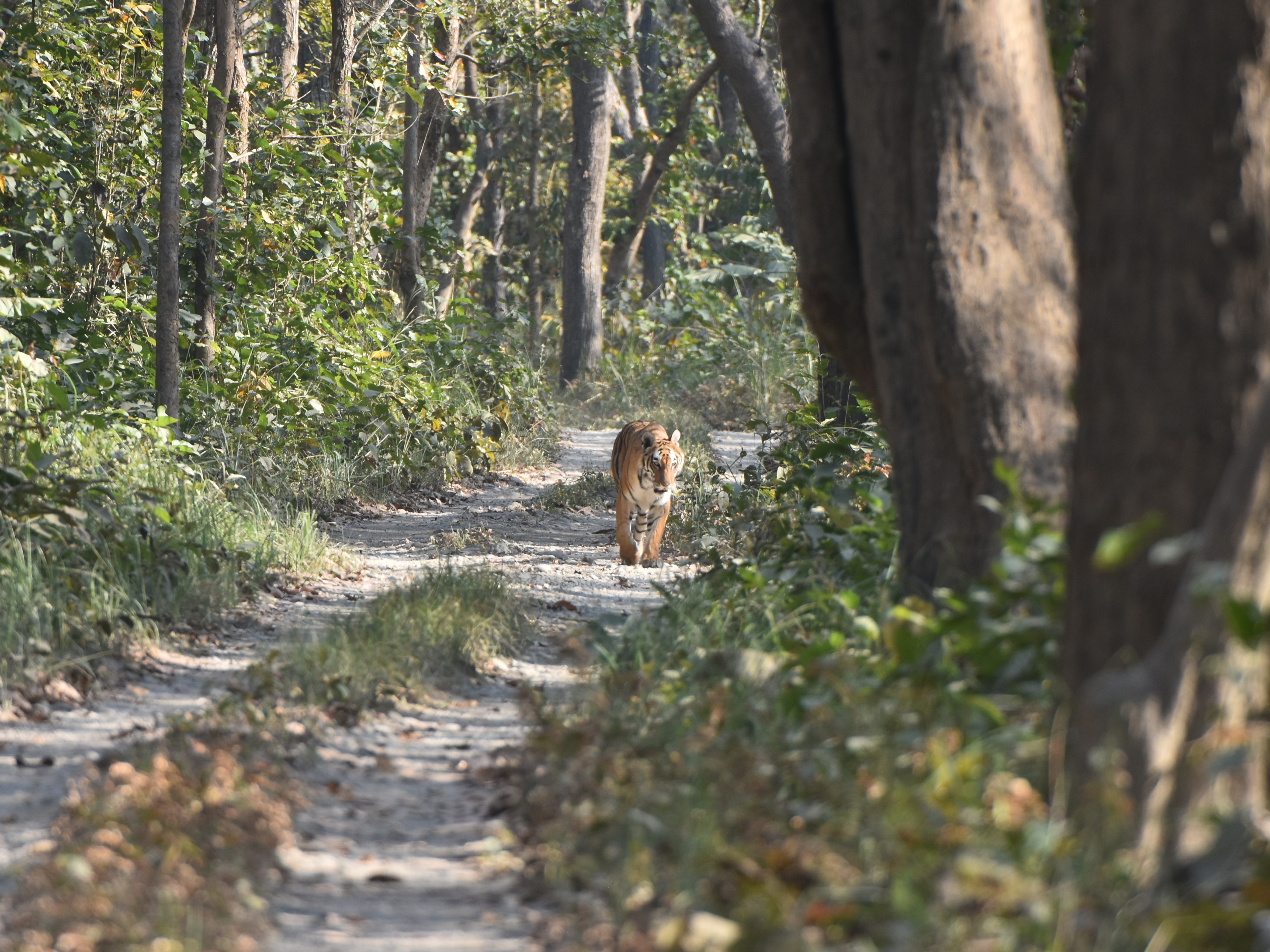 A tiger is seen walking away from the viewer on a narrow dirt path that cuts through a dense, sun-dappled forest.