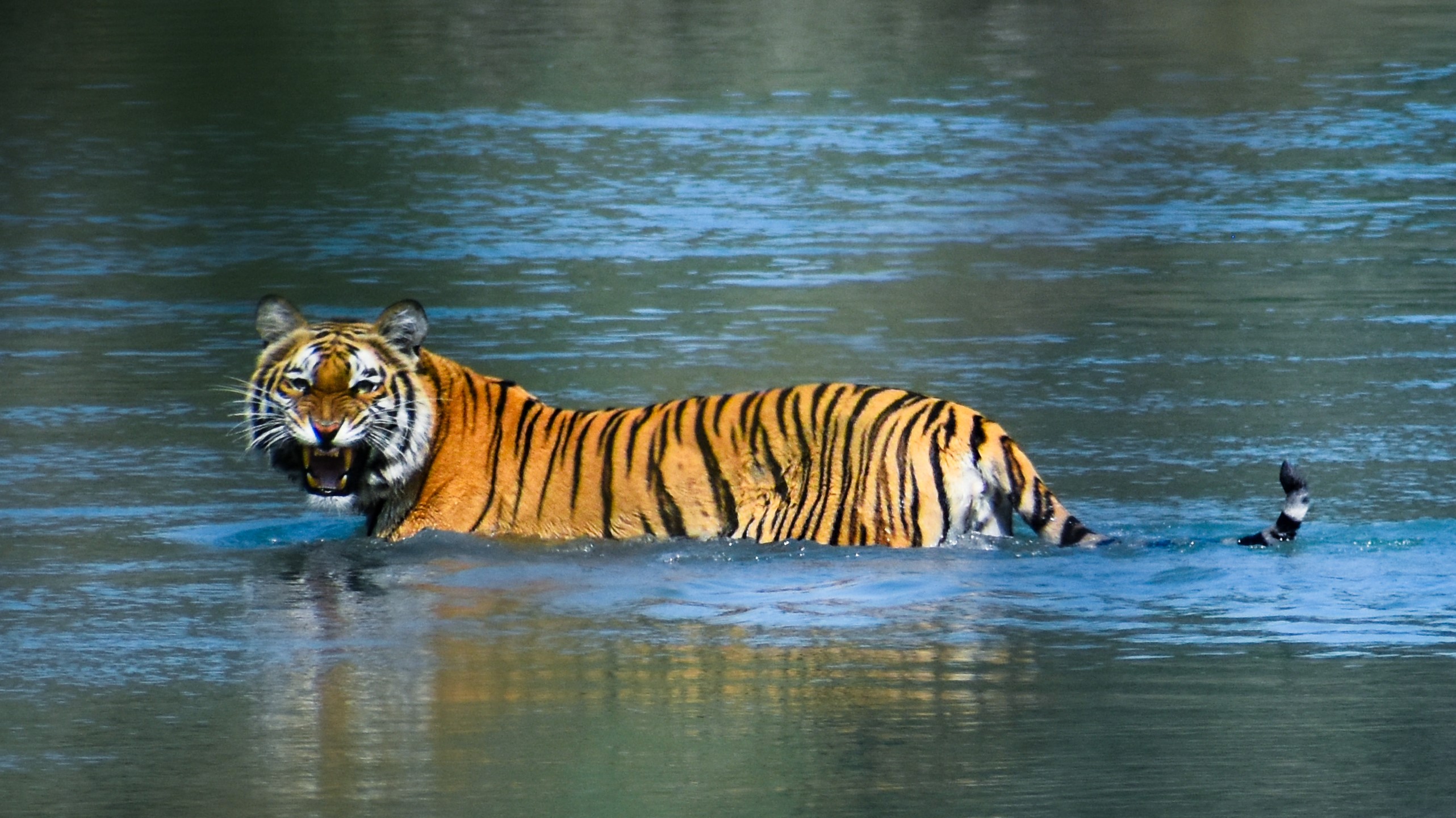 A tiger, with prominent orange and black stripes, is partially submerged in a body of water, facing the viewer with its mouth open, revealing its teeth.